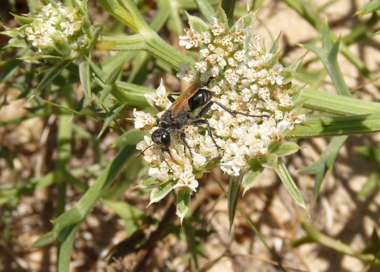 Prionyx subfuscatus ♀ (Sphecidae)